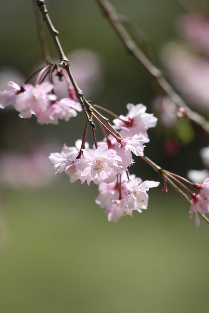 オタクとは遠い日の花火ではない・Cという時代の下に