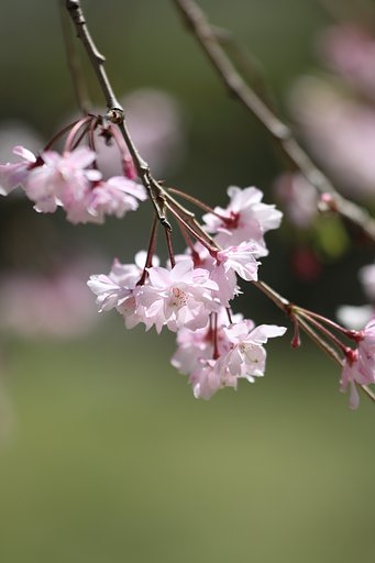オタクとは遠い日の花火ではない・Cという時代の下に
