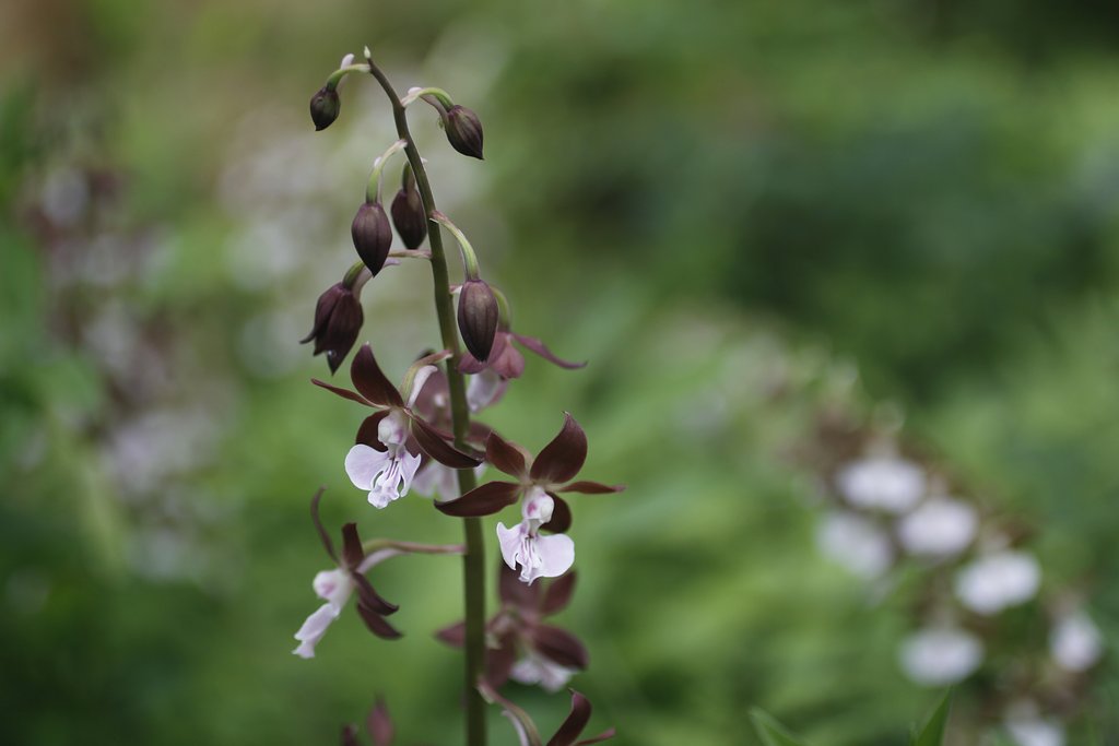 EF50mm f2.5 Compact Macro