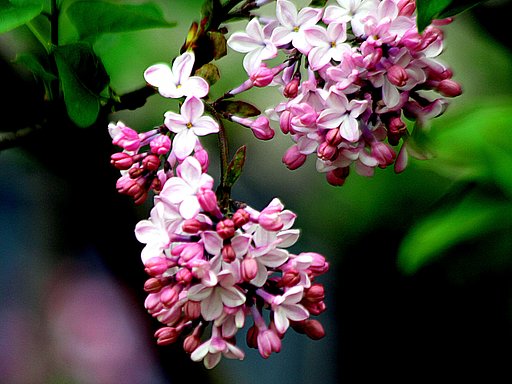 この花は？