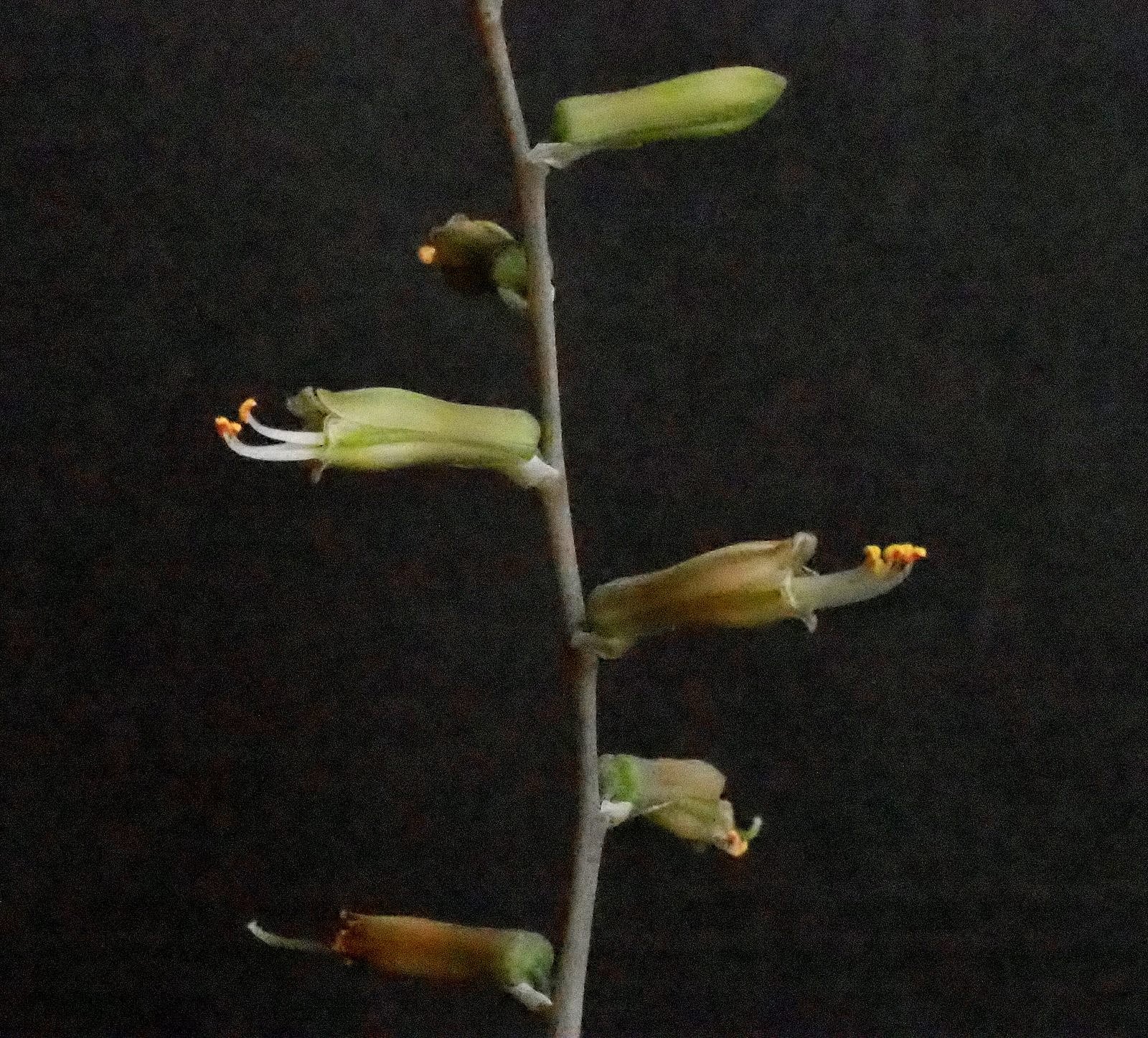 Chamaealoe africana　の花