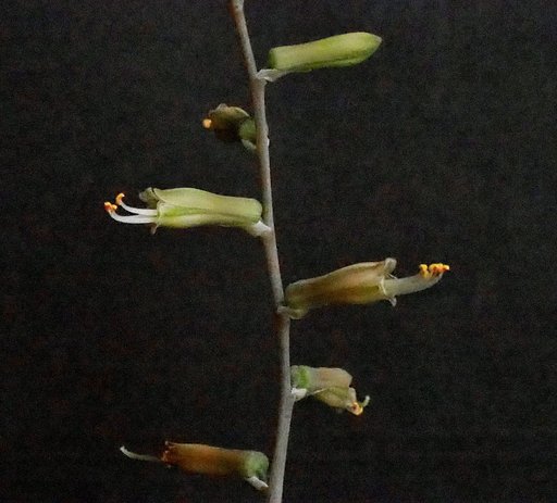 Chamaealoe africana　の花