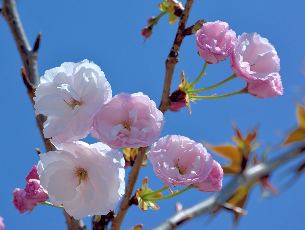 八重桜