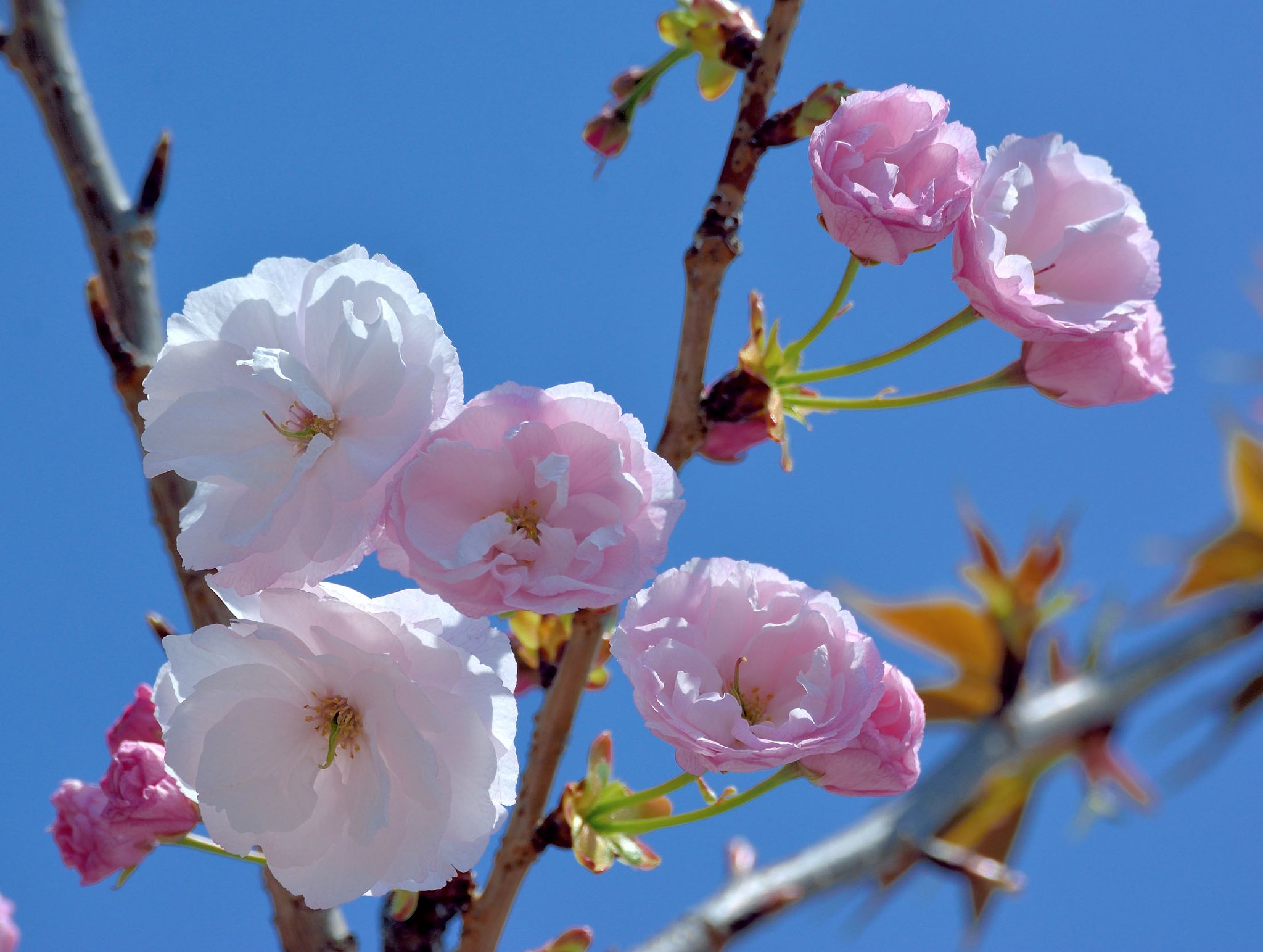 八重桜