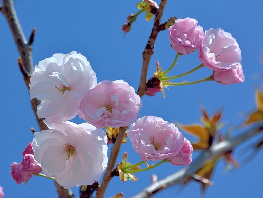 八重桜