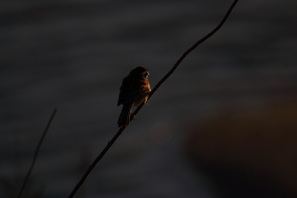 夜明けのジロー