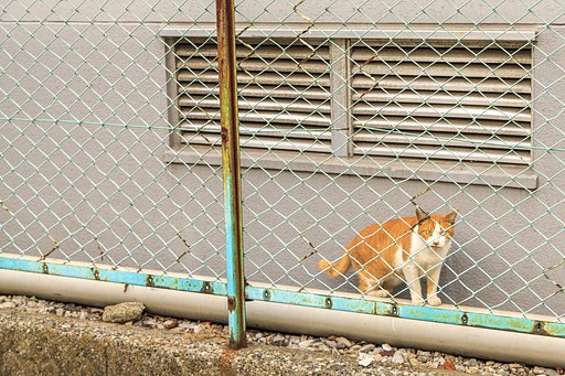 野良の威厳