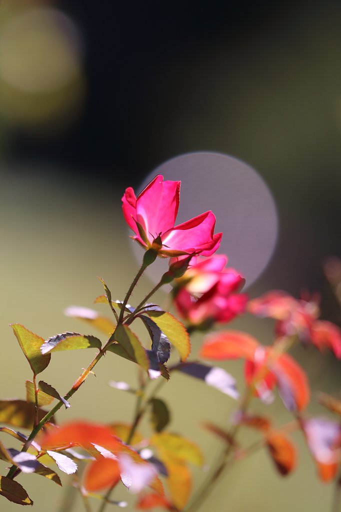 秋薔薇開花
