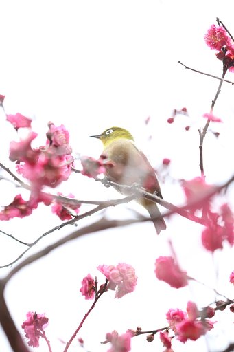 梅の季節きたる