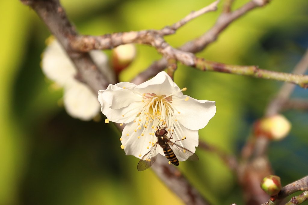 蜜を求めて