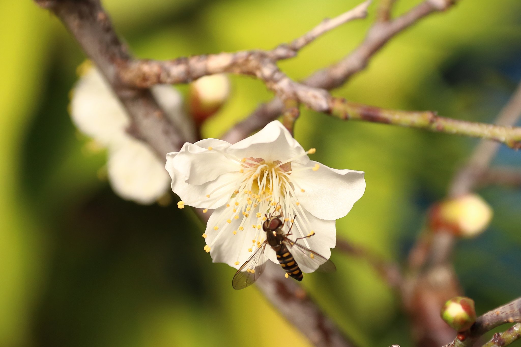 蜜を求めて
