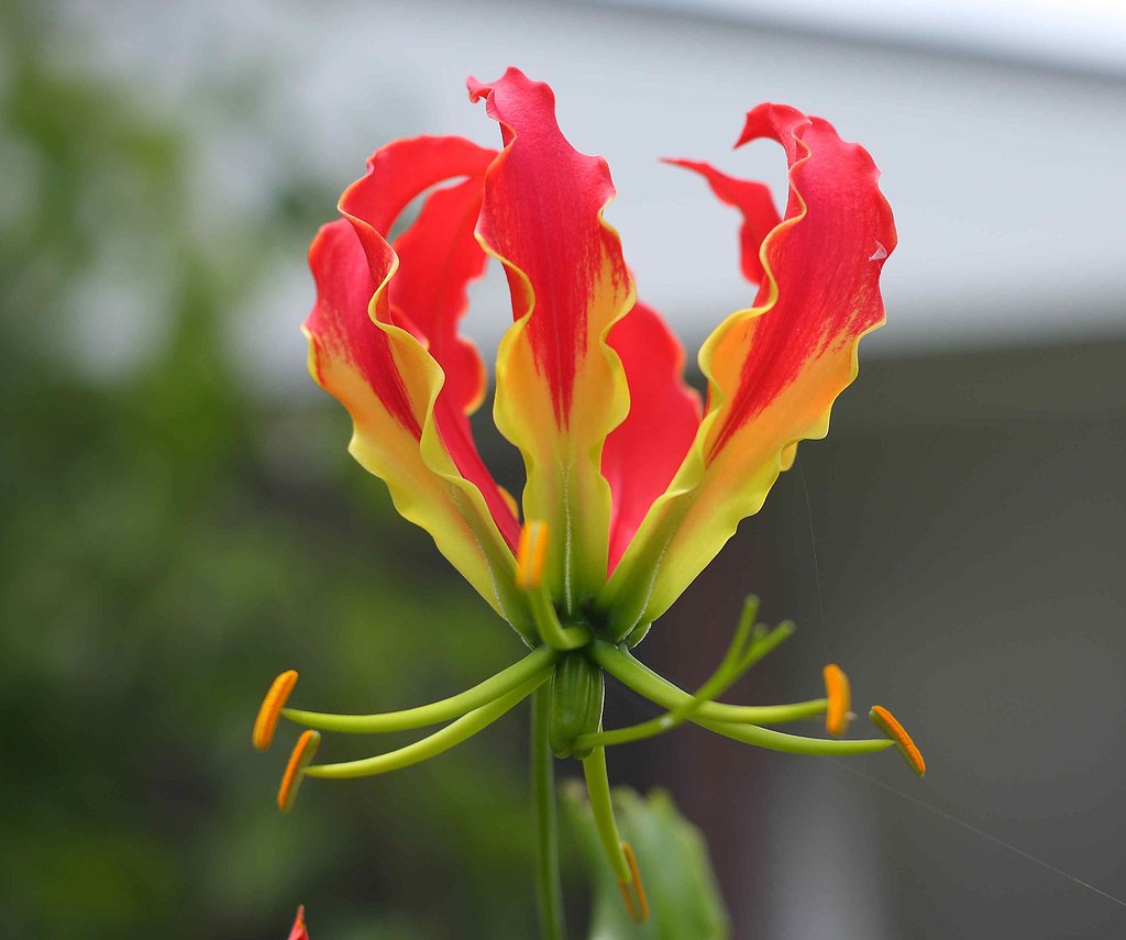 花の名？