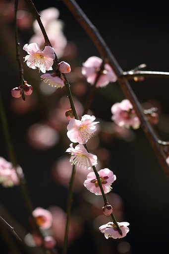 春よ！