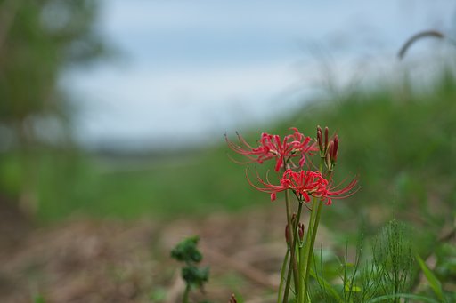 里の秋