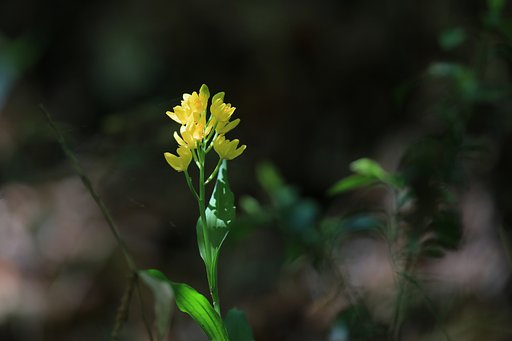 森の黄金