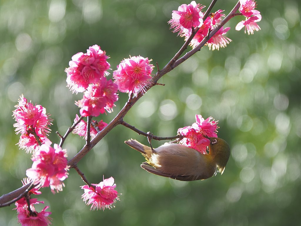 春のゆりかご