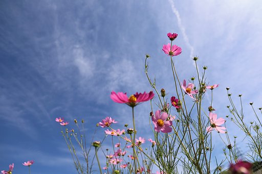 コスモスと秋の空