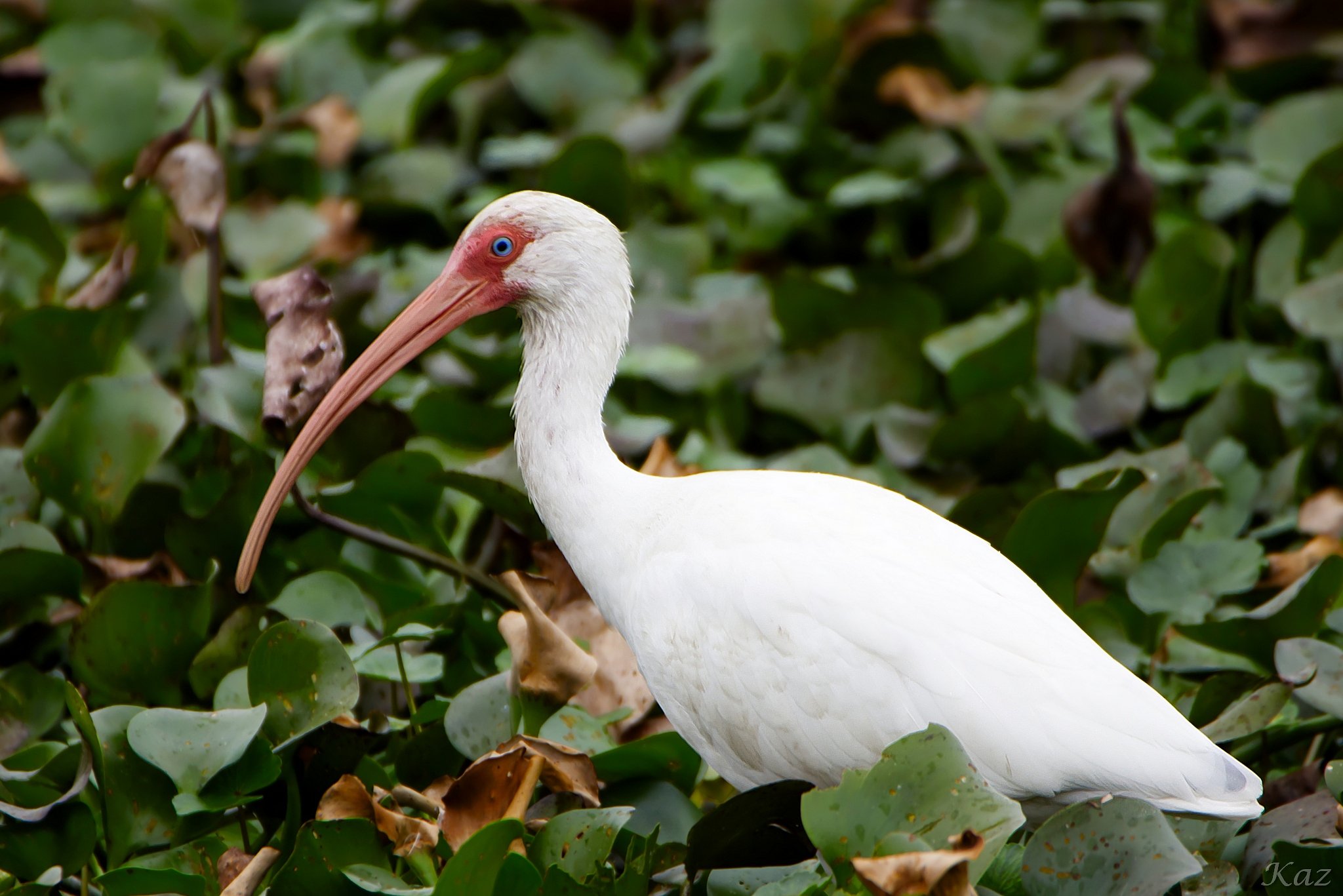 White Ibis