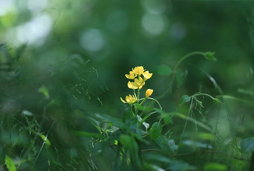 【自粛】誰もいない森で