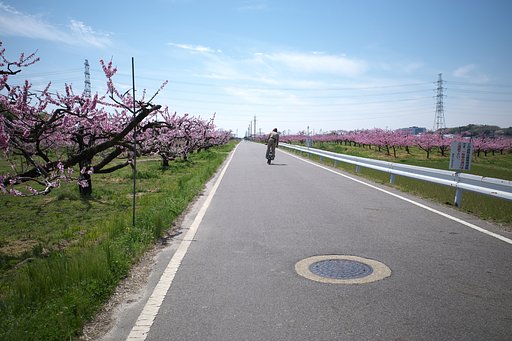 桃街道３