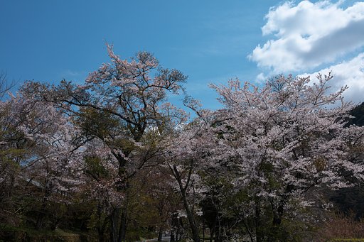 ソメイヨシノ