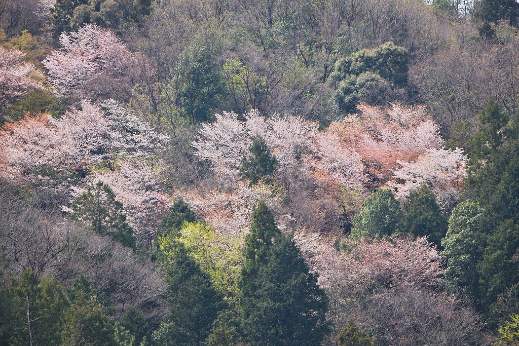 山笑う