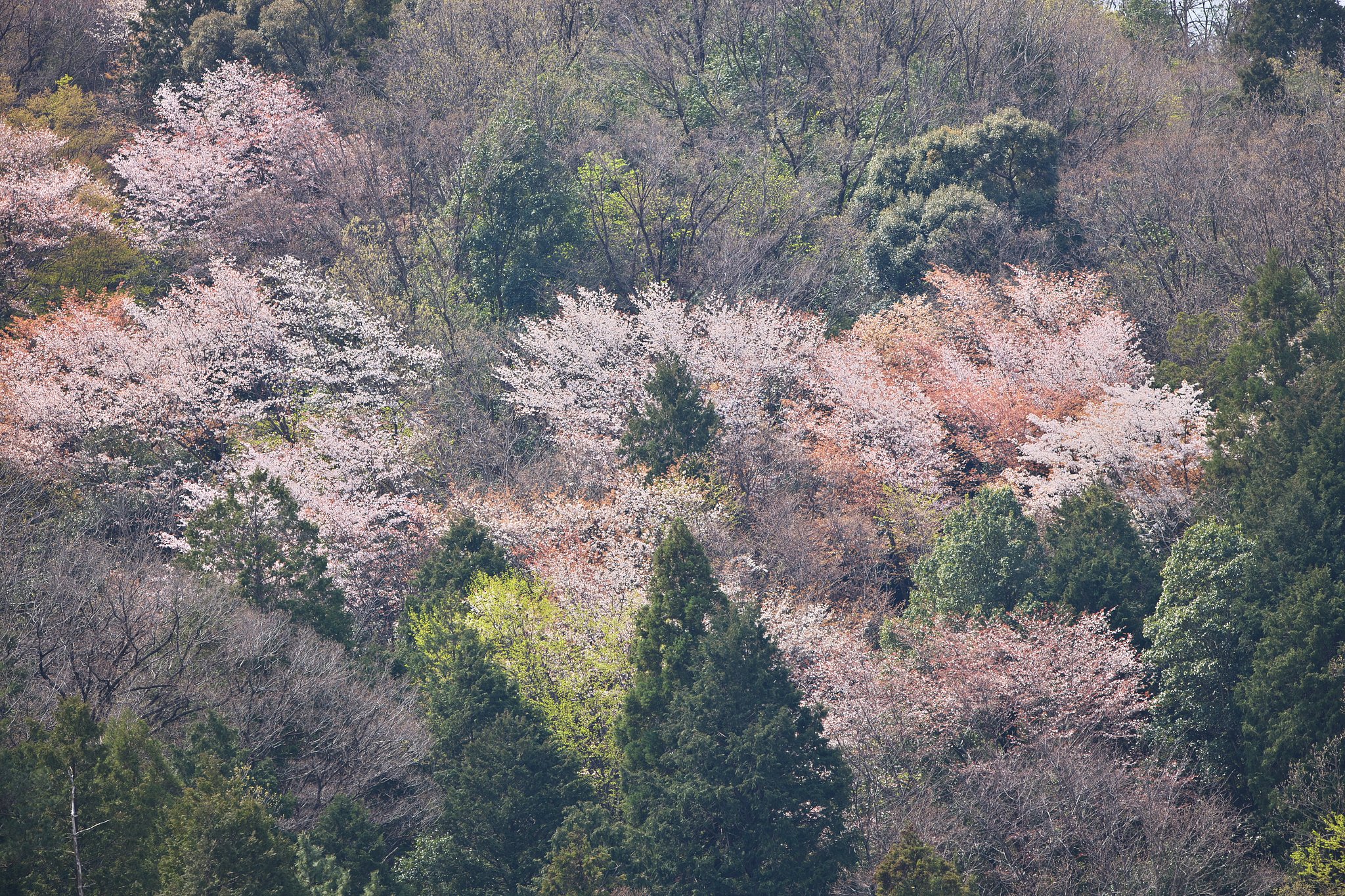 山笑う