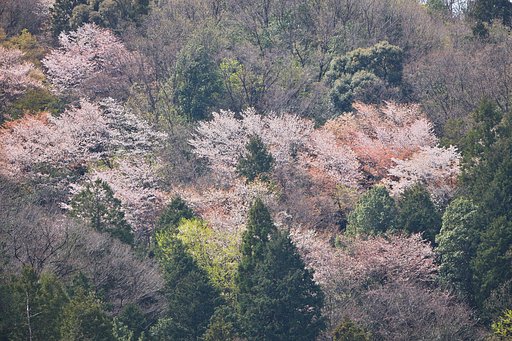 山笑う