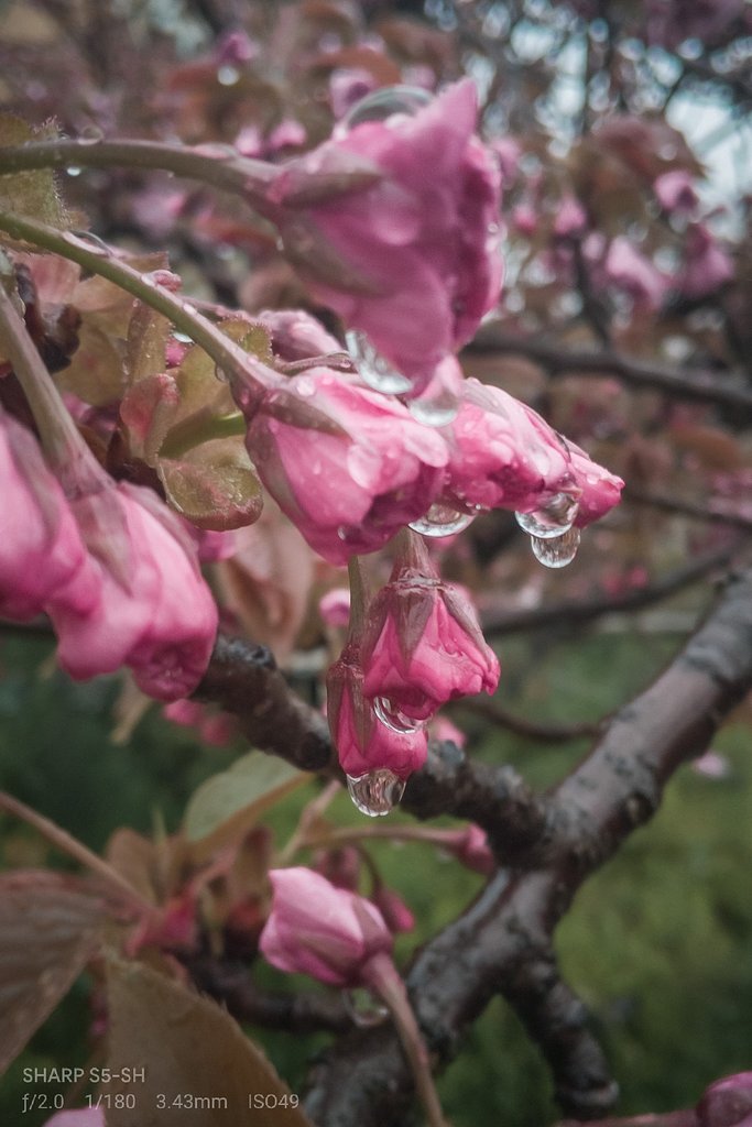 【はな】雨の八重桜