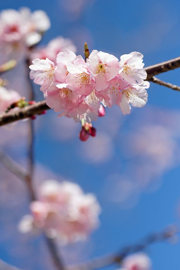 寒桜