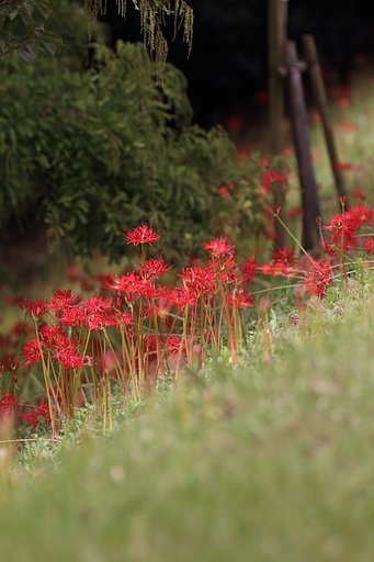 ど根性彼岸花
