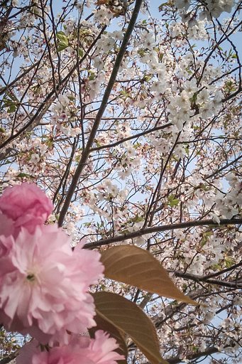 【はな】ソメイヨシノ頑張る