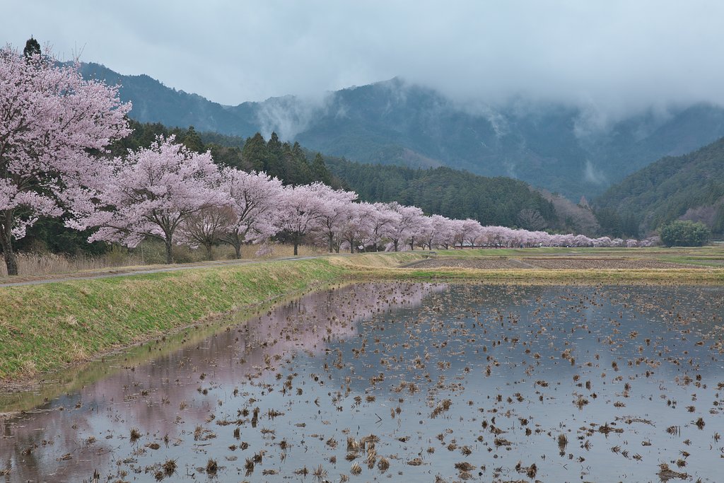 桜色の帯２