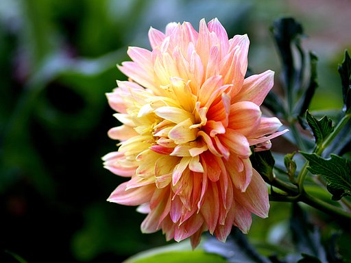 【だいだい】花の色はだいだい？