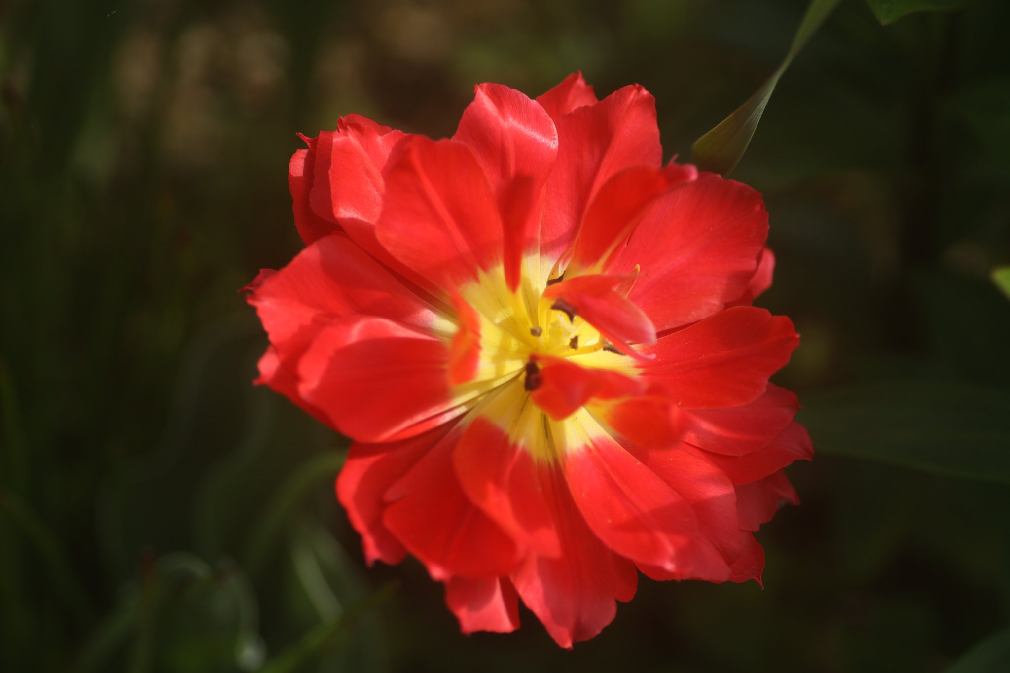 Tamron90mmF2.8Macro 172E