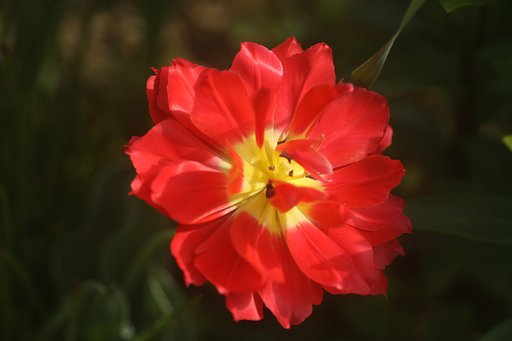 Tamron90mmF2.8Macro 172E
