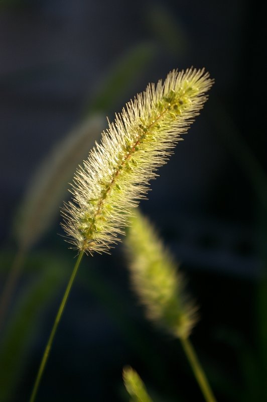 朝の光
