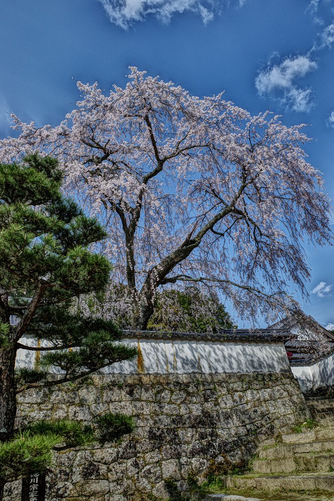 枝垂れ