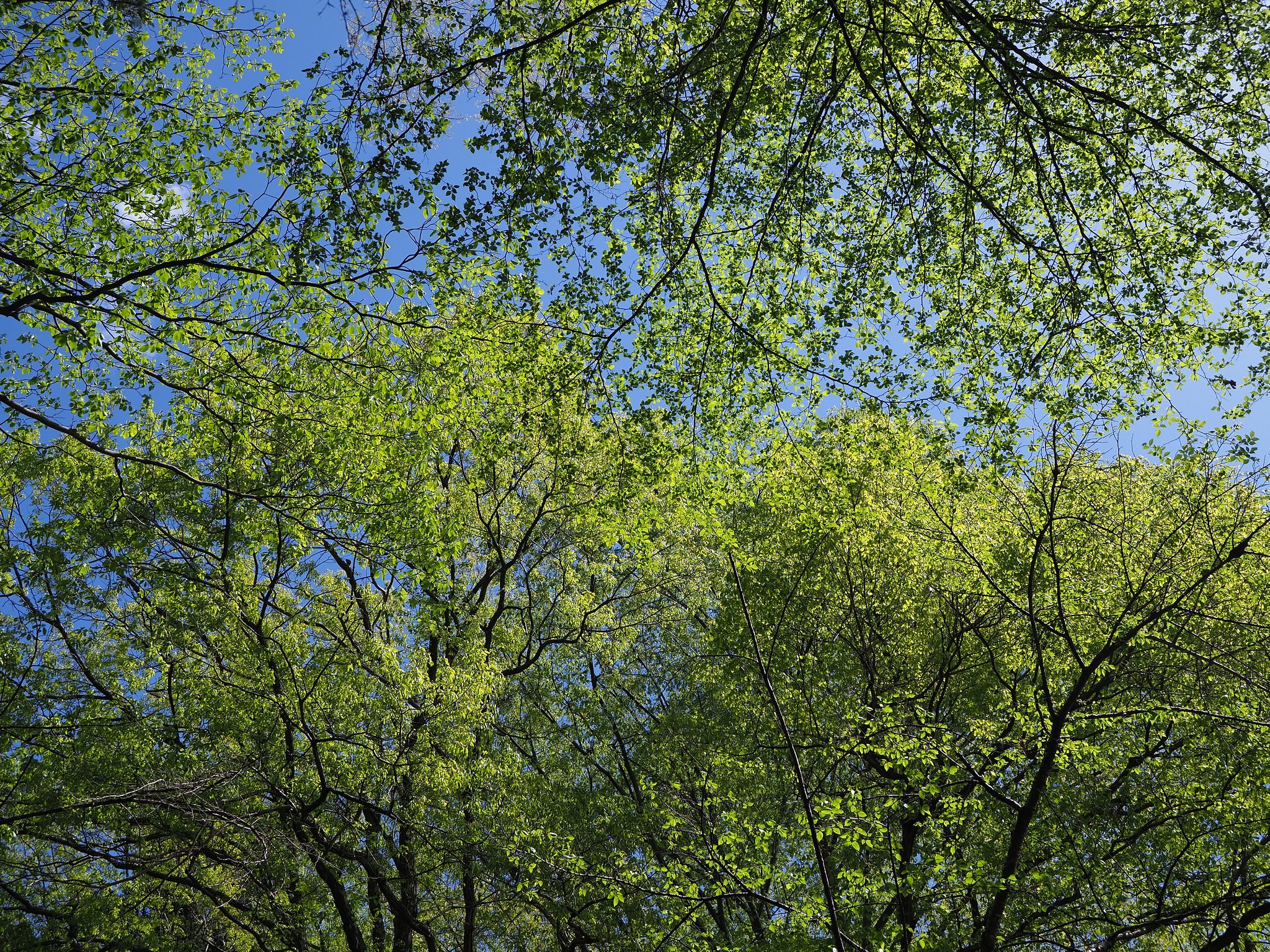 Let It Green