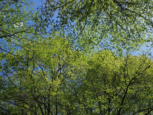 Let It Green