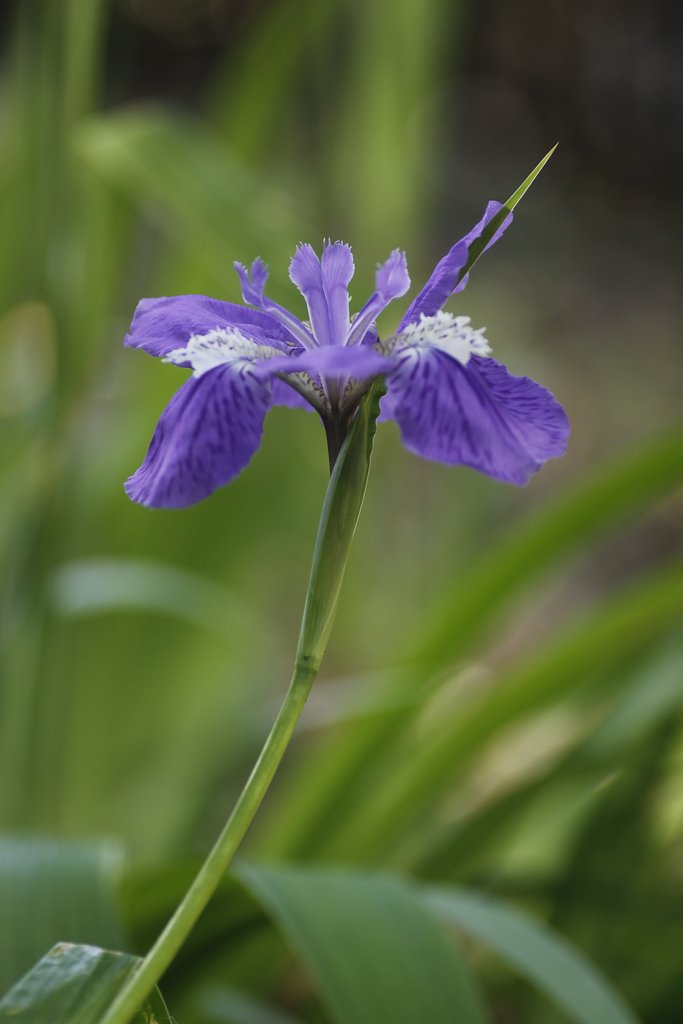 Tamron 90mm f2.8 macro 172E