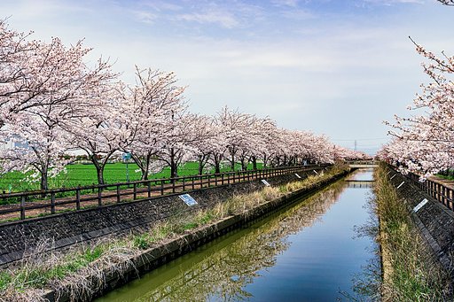 【はな】桜ネックレス