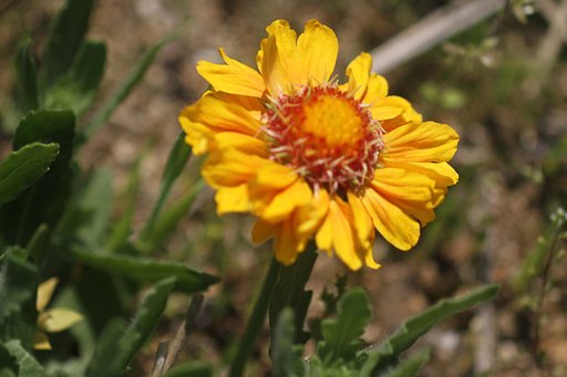 EF100mmF2.8macro