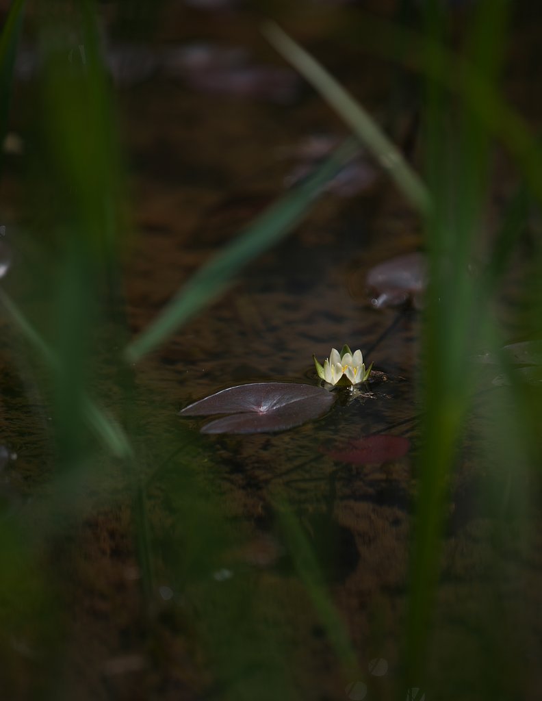 スイレン開花