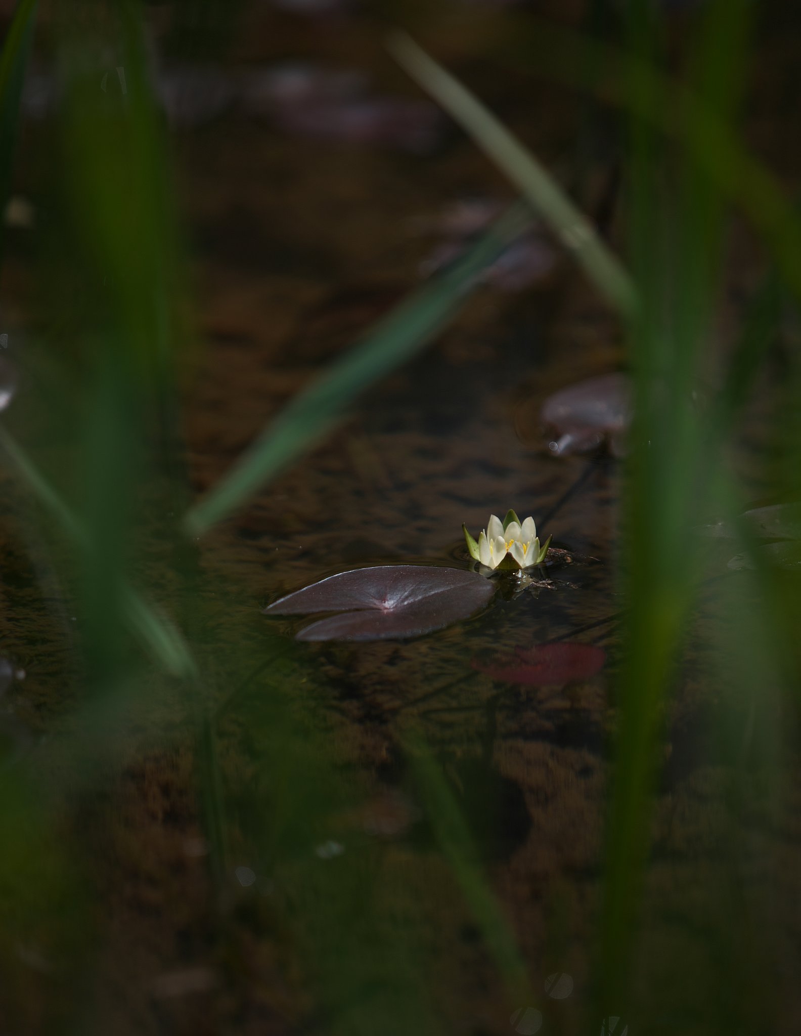 スイレン開花