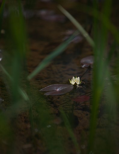 スイレン開花