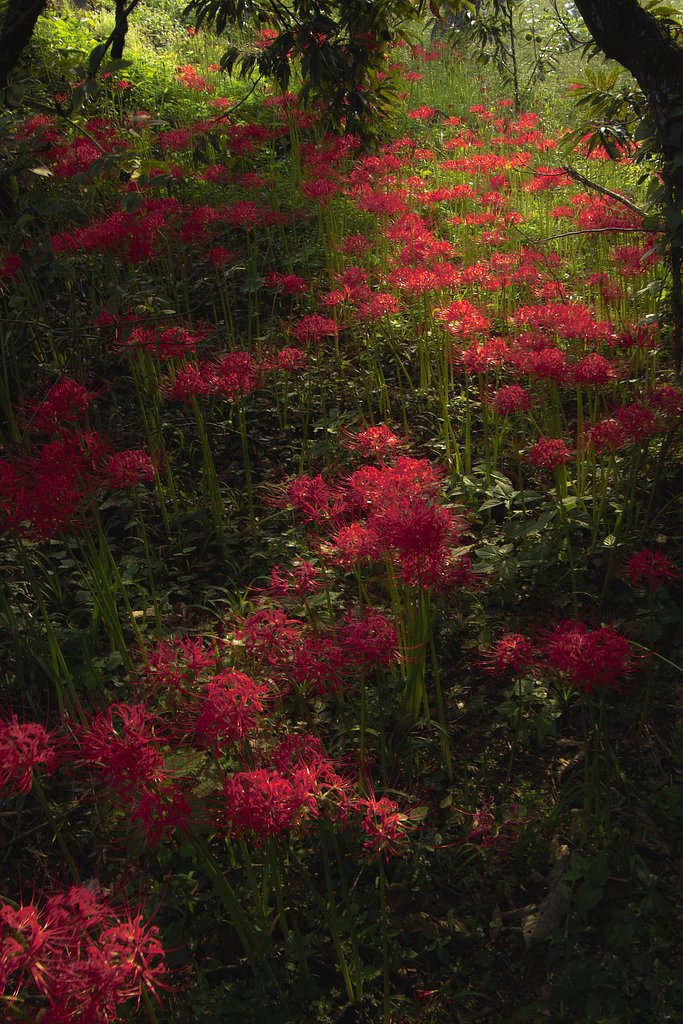 朝の森