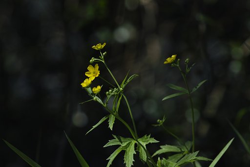 キンポウゲ