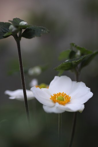 Tamron 90mm f2.8 macro 172E