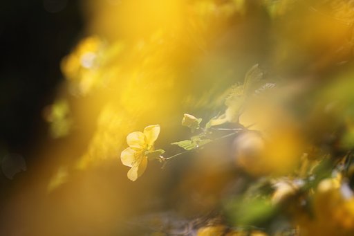 ヤマブキ